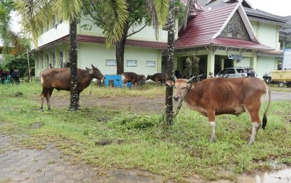 Idul Adha 1444: UIN Jambi bagikan 628 Kupon Daging dan Desa yang belum pernah Kurban