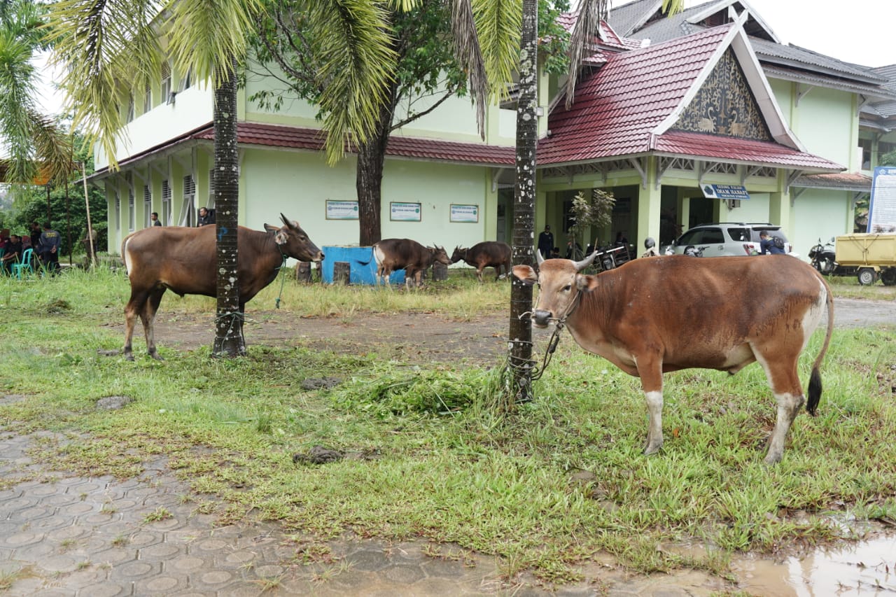 Idul Adha 1444: UIN Jambi bagikan 628 Kupon Daging dan Desa yang belum pernah Kurban Idul Adha 1444: UIN Jambi bagikan 628 Kupon Daging dan Desa yang belum pernah Kurban